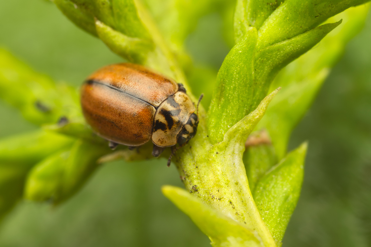 Larch Ladybird 1